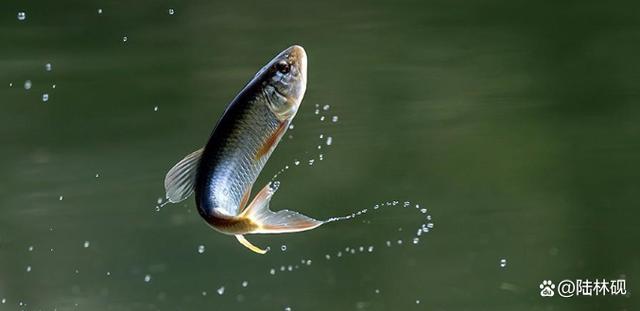 有句俗话是"鲤鱼跃龙门",如果能看到"一条鲤鱼跳出水面,以一个拱形门