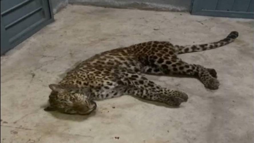 85秒丨还差一只!杭州野生动物世界第二只外逃豹子已从麻醉状态苏醒