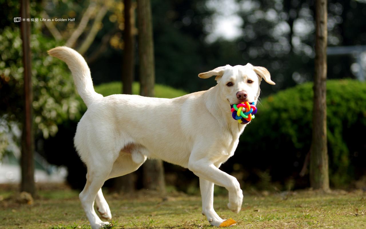 其个性温和,活泼,拉布拉多犬没有攻击性且智商高,是适合被选作导盲犬