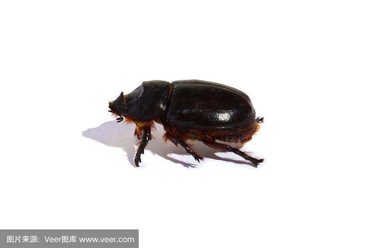 巨大的黑色甲虫,侧面孤立在白色背景上