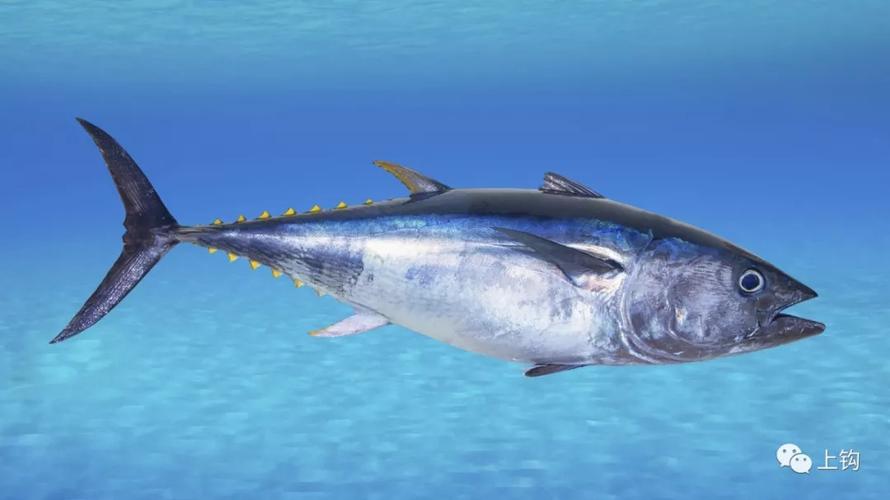 海钓新闻英国钓手钓起一条蓝鳍金枪鱼却引发了英法两国的口水战