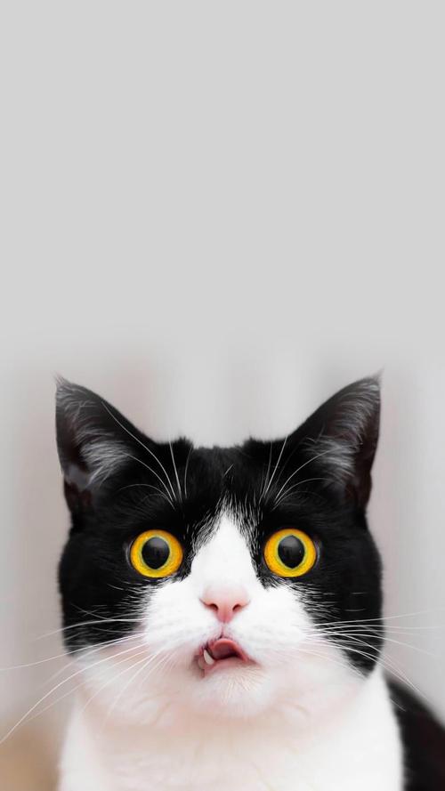 萌宠小黑猫可爱动物手机壁纸图片