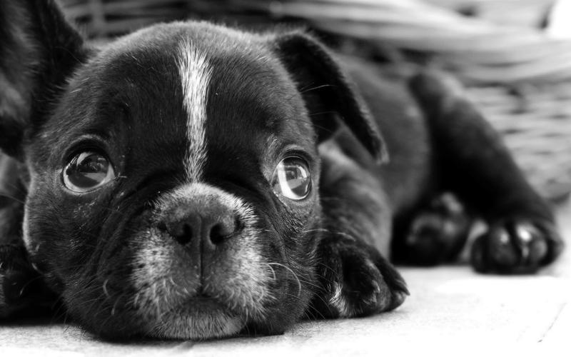 可爱,黑色,小狗,动物,壁纸可爱的黑色小狗,小狗壁纸