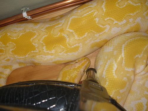 另类宠物 黄金蟒蛇 你能接受它吗? 2011-04-24