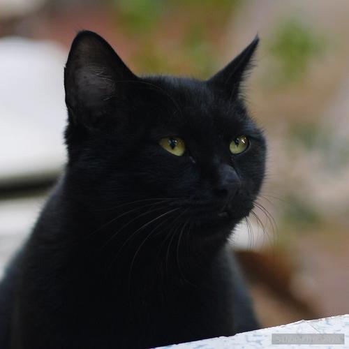 前段时间为啥很多人都想养黑猫玄猫么