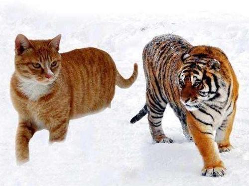 猫和老虎到底有什么渊源