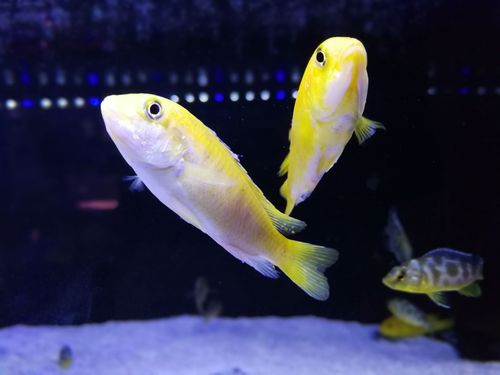 这种黄颜色的鱼,我是第一次见到.它有一个帅气的名字:非洲王子