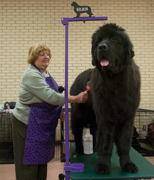 地球上十种体格最大的猛犬,中国的这种狗名列第一,遛狗还是遛人?