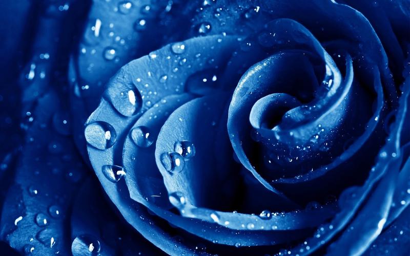 蓝色精美花朵图片桌面壁纸