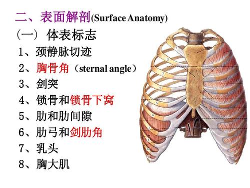 表面解剖(surface anatomy) (一) 体表标志 一 1,颈静脉切迹 2,胸骨角