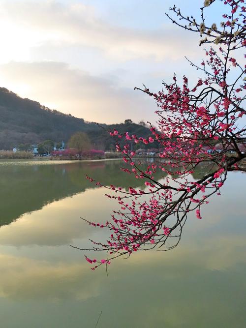 其它 超山梅花美如画 写美篇  辛丑年大年初二,在杭州临平超山风景区