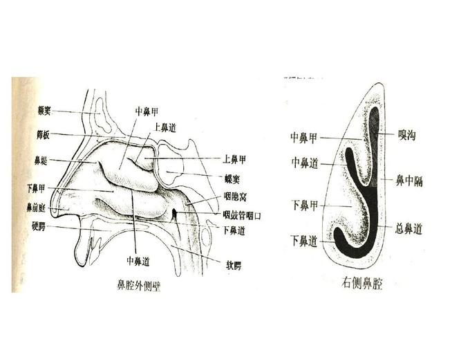鼻1-解剖生理ppt