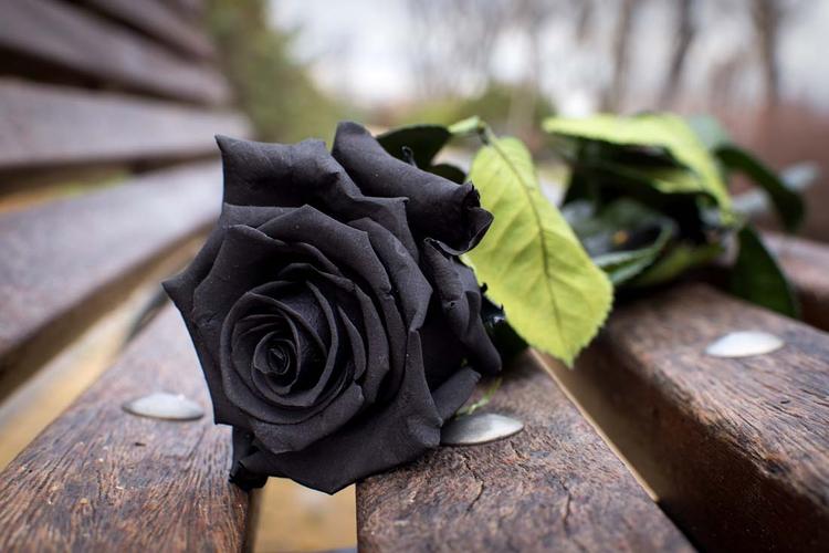 黑色玫瑰植物特写高清图片 - 素材中国16素材网
