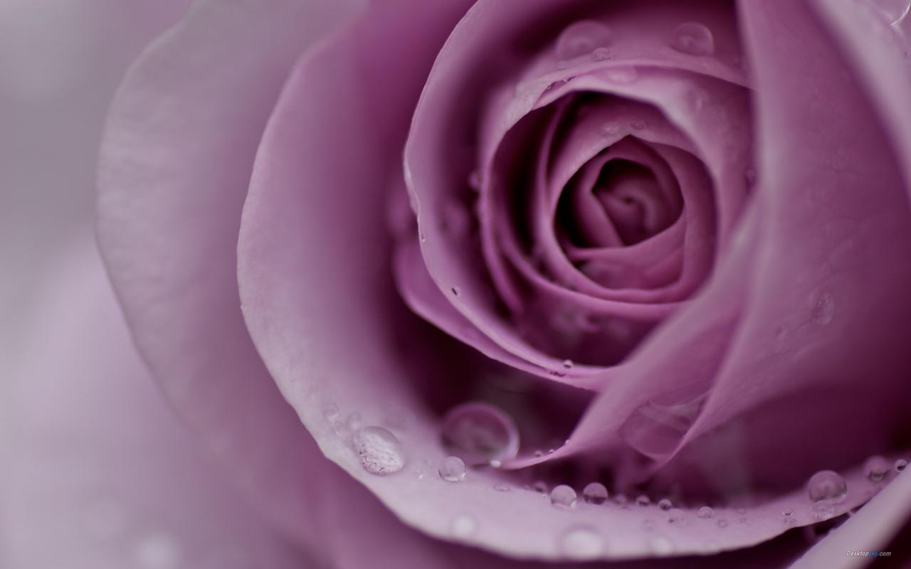 情人节唯美浪漫粉红色玫瑰花高清桌面壁纸第一辑