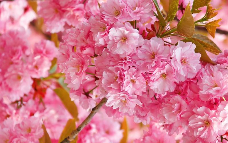 世上最漂亮的樱花图片超好看