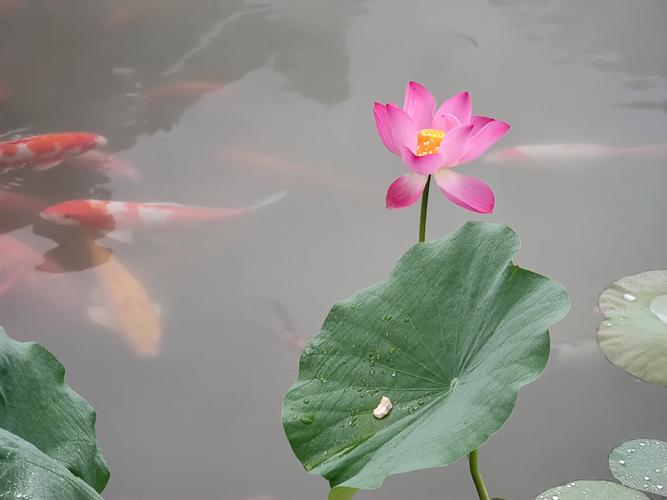 荷花池花与鱼摄于温州杨府山