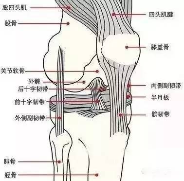 1内侧副韧带损伤内侧副韧带是控制膝关节稳定的重要结构.