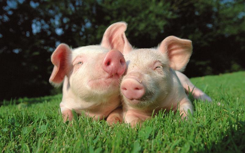 猪在爱情壁纸
