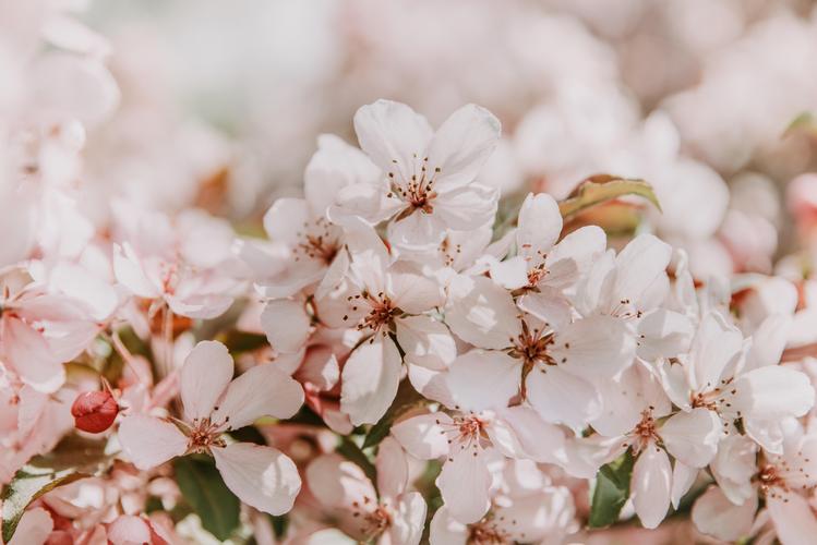壁纸樱花,鲜花,春天,绽放,浅粉色,精致的高清:宽屏:高清晰度:全屏