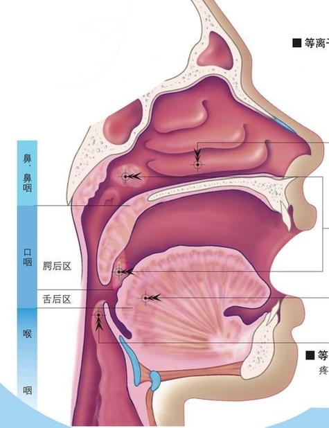 耳朵咽鼓管堵塞是什么引起的(耳朵咽鼓管堵塞的症状)_百科-涨口碑