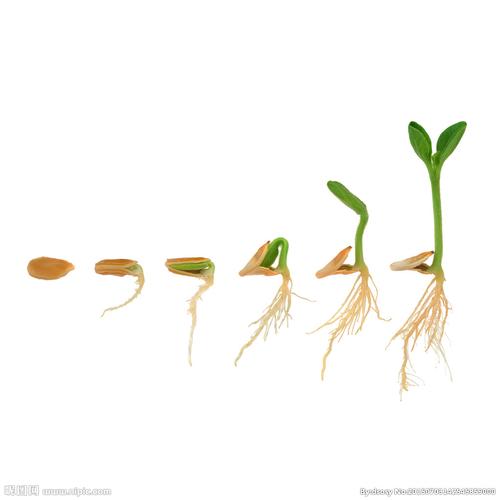 rgb10共享分举报收藏立即下载关 键 词:生长过程 成熟 长苗 种子 发芽