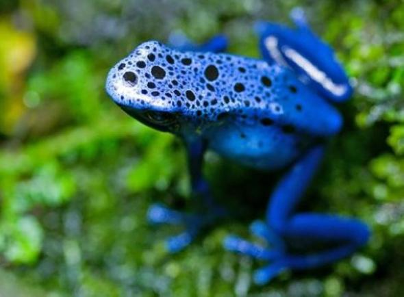 盘点自然界神奇的蓝色动物(图)