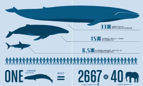 蓝鲸能一次排便2吨被称为大自然的馈赠其粪便究竟有何作用