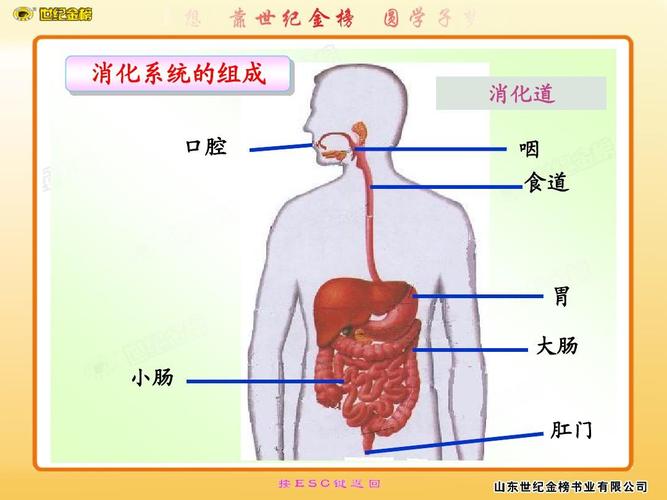 消化系统的组成 口腔 消化道 咽 食道 胃 大肠 小肠 肛门