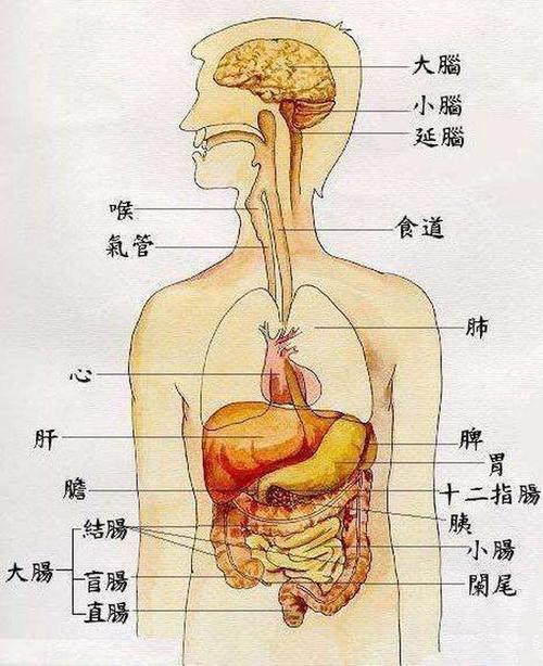 肝脏长在右上腹,如图位置