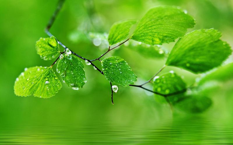 绿色,主题,背景,自然风景,壁纸绿色的主题背景,水滴在树叶上的壁纸