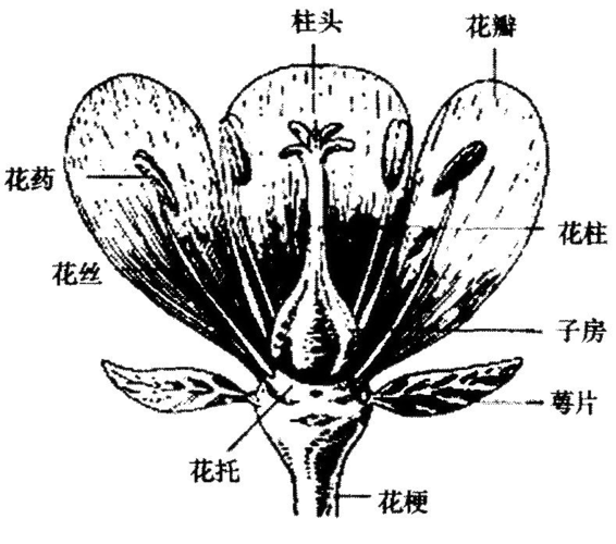 被子植物花的组成及花程式