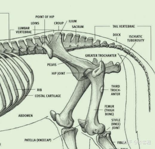 动物骨骼-骨盆 - 知乎