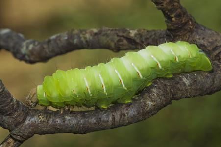 在一根树枝上爬行的飞蛾幼虫照片