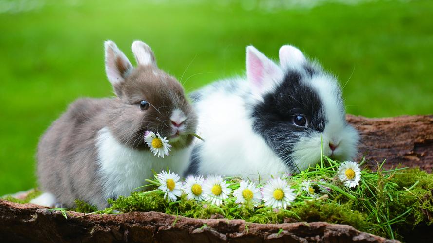 可爱的小兔子文艺小清新写真,动物-回车桌面