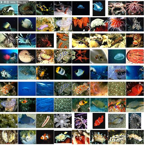 海底世界海洋动物大全325张