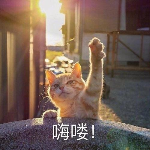 萌宠猫星人嗨喽打招呼搞怪呆萌gif动图_动态图_表情包下载_soogif
