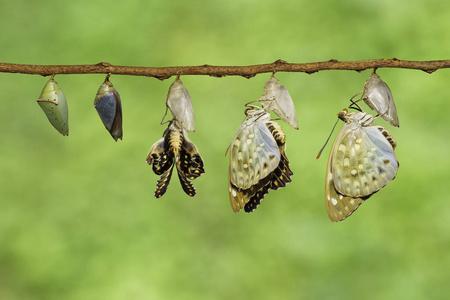 常见大公蝴蝶从蛹而出照片