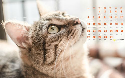 2015年7月日历壁纸肥嘟嘟的猫咪高清桌面图片下载