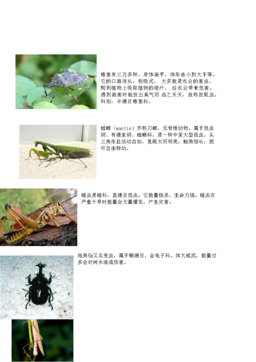 十种昆虫图文介绍.doc