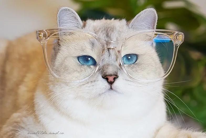 一波戴眼镜的小猫