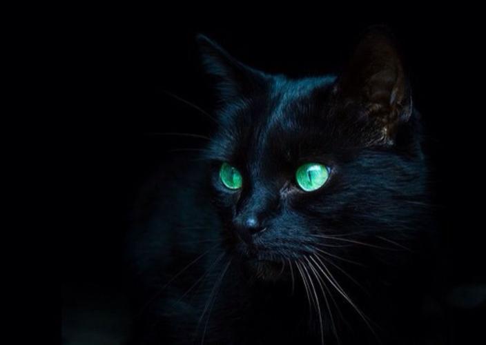 黑猫图片大全黑猫高清壁纸