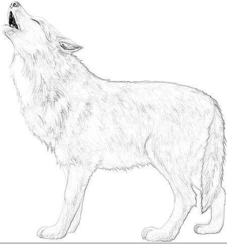 狼侧面的素描简笔画