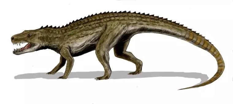 劳氏鳄(动物)劳氏鳄目(学名:rauisuchia)是群所知有限的主龙类集合群