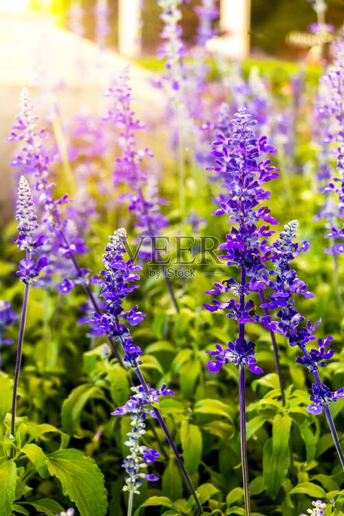紫色的花在早晨的阳光下美丽的花盛开在花园里的背景照片摄影图片