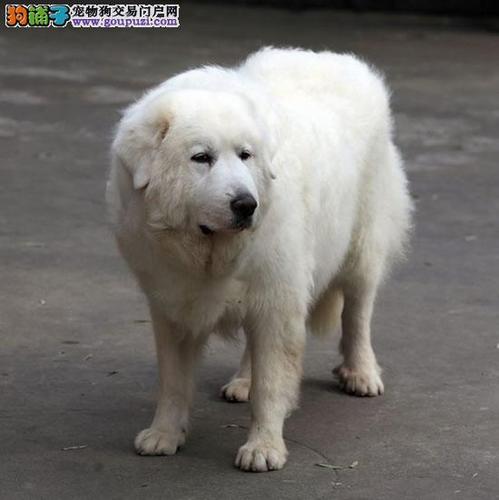 大型犬 白色大型犬 大白熊 纯种白熊