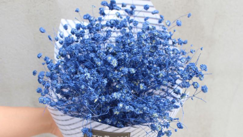 蓝色满天星花语 花语大全