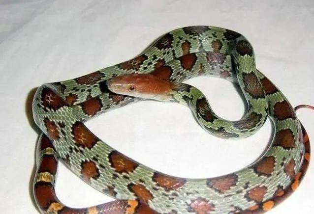柳州一公园发现头红身青的蛇,长约2米,百花锦蛇为何有两种颜色?