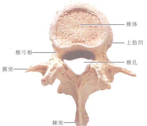 人体椎体解剖示意图-人体解剖图