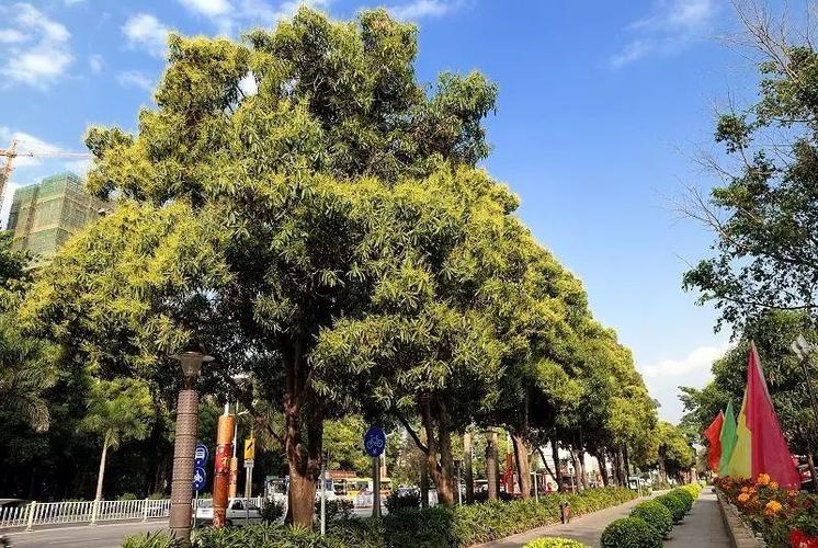 这些扁桃树和其他绿树一起,为南宁市民遮挡毒辣的日光.