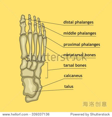 矢量图的脚骨头的解释.骨架部分医疗或医疗设计.解剖指导人类脚骨.